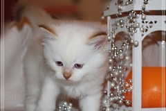 Aijsha-Liebeshof-cinnamon-golden-tabby-point-6-Wochen-alt-www.sibirische-katzen-hamburg.de_