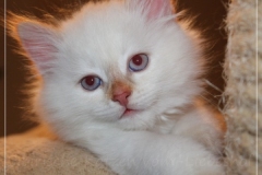 Aijsha-Liebeshof-cinnamon-golden-tabby-point-8-Wochen-alt-www.sibirische-katzen-hamburg.de-I
