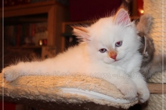Aijsha-Liebeshof-cinnamon-golden-tabby-point-8-Wochen-alt-www.sibirische-katzen-hamburg.de-II