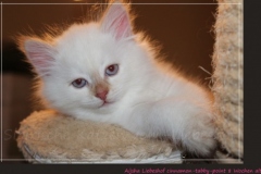 Aijsha-Liebeshof-cinnamon-golden-tabby-point-8-Wochen-alt-www.sibirische-katzen-hamburg.de_