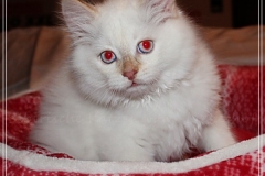 Aijsha-Liebeshof-cinnamon-tabby-point-11-Wochen-alt-www.sibirische-katzen-hamburg.de-I