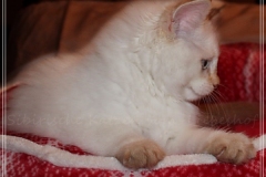 Aijsha-Liebeshof-cinnamon-tabby-point-11-Wochen-alt-www.sibirische-katzen-hamburg.de-II