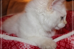 Aijsha-Liebeshof-cinnamon-tabby-point-11-Wochen-alt-www.sibirische-katzen-hamburg.de-III