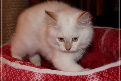 Aijsha-Liebeshof-cinnamon-tabby-point-11-Wochen-alt-www.sibirische-katzen-hamburg.de-IV