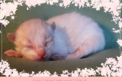 Aijsha-Liebeshof-tabby-point-3-Tage-alt-Neva-Masquarade-Kitten-3-Days-old-www.sibirische-katzen-hamburg.de-I-rosa
