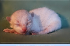 Aijsha-Liebeshof-tabby-point-3-Tage-alt-Neva-Masquarade-Kitten-3-Days-old-www.sibirische-katzen-hamburg.de-mit-Backround