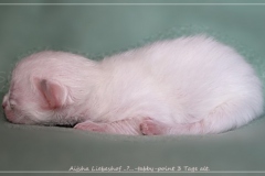 Aijsha-Liebeshof-tabby-point-3-Tage-alt-Neva-Masquarade-Kitten-3-Days-old-www.sibirische-katzen-hamburg.de_