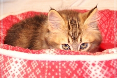 Akita-Liebeshof-Sibirischer-Kater-in-black-golden-ticked-tabby-11-Wochen-alt.-www.sibirische-katzen-hamburg.de-I