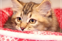 Akita-Liebeshof-Sibirischer-Kater-in-black-golden-ticked-tabby-11-Wochen-alt.-www.sibirische-katzen-hamburg.de-II