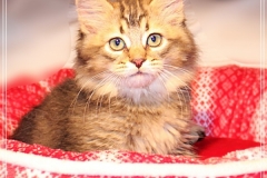 Akita-Liebeshof-Sibirischer-Kater-in-black-golden-ticked-tabby-11-Wochen-alt.-www.sibirische-katzen-hamburg.de_