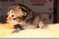 Akita-Liebeshof-Sibirischer-Kater-in-black-golden-ticked-tabby-14-Tage-alt.-www.sibirische-katzen-hamburg.de-I