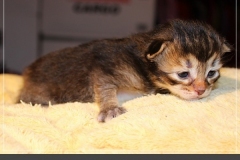 Akita-Liebeshof-Sibirischer-Kater-in-black-golden-ticked-tabby-14-Tage-alt.-www.sibirische-katzen-hamburg.de-II