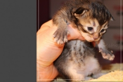 Akita-Liebeshof-Sibirischer-Kater-in-black-golden-ticked-tabby-14-Tage-alt.-www.sibirische-katzen-hamburg.de-III