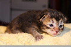 Akita-Liebeshof-Sibirischer-Kater-in-black-golden-ticked-tabby-14-Tage-alt.-www.sibirische-katzen-hamburg.de_