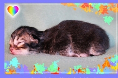 Akita-Liebeshof-Sibirischer-Kater-in-black-golden-ticked-tabby-3-Tage-alt.-www.sibirische-katzen-hamburg.de-I