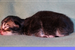 Akita-Liebeshof-Sibirischer-Kater-in-black-golden-ticked-tabby-3-Tage-alt.-www.sibirische-katzen-hamburg.de_