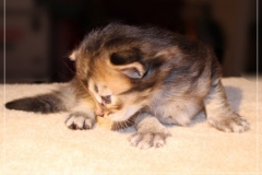 Akita-Liebeshof-Sibirischer-Kater-in-black-golden-ticked-tabby-3-Wochen-alt.-www.sibirische-katzen-hamburg.de_