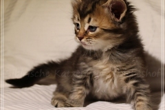 Akita-Liebeshof-Sibirischer-Kater-in-black-golden-ticked-tabby-5-Wochen-alt.-www.sibirische-katzen-hamburg.de-I