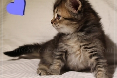 Akita-Liebeshof-Sibirischer-Kater-in-black-golden-ticked-tabby-5-Wochen-alt.-www.sibirische-katzen-hamburg.de-II