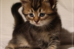Akita-Liebeshof-Sibirischer-Kater-in-black-golden-ticked-tabby-5-Wochen-alt.-www.sibirische-katzen-hamburg.de_
