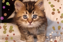 Akita-Liebeshof-Sibirischer-Kater-in-black-golden-ticked-tabby-6Wochen-alt.-www.sibirische-katzen-hamburg.de-I