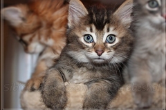 Akita-Liebeshof-Sibirischer-Kater-in-black-golden-ticked-tabby-8-Wochen-alt.-www.sibirische-katzen-hamburg.de-I