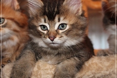 Akita-Liebeshof-Sibirischer-Kater-in-black-golden-ticked-tabby-8-Wochen-alt.-www.sibirische-katzen-hamburg.de-III