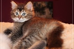 Akita-Liebeshof-Sibirischer-Kater-in-black-golden-ticked-tabby-8-Wochen-alt.-www.sibirische-katzen-hamburg.de-IV