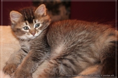 Akita-Liebeshof-Sibirischer-Kater-in-black-golden-ticked-tabby-8-Wochen-alt.-www.sibirische-katzen-hamburg.de-V