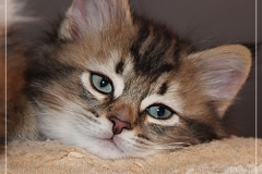 Akita-Liebeshof-Sibirischer-Kater-in-black-golden-ticked-tabby-8-Wochen-alt.-www.sibirische-katzen-hamburg.de_