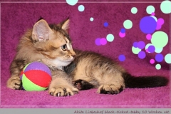 Akita-Liebeshof-Sibirischer-Kater-in-black-golden-ticked-tabby10-Wochen-alt.-www.sibirische-katzen-hamburg.de-I