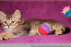 Akita-Liebeshof-Sibirischer-Kater-in-black-golden-ticked-tabby10-Wochen-alt.-www.sibirische-katzen-hamburg.de-II