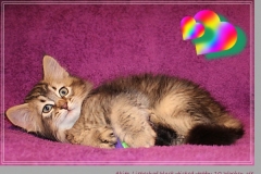 Akita-Liebeshof-Sibirischer-Kater-in-black-golden-ticked-tabby10-Wochen-alt.-www.sibirische-katzen-hamburg.de_