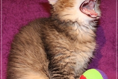 Ashanti-Liebeshof-black-golden-ticked-tabby-10-Wochen-alt-www.sibirische-katzen-hamburg.de-II