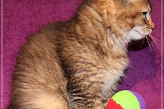 Ashanti-Liebeshof-black-golden-ticked-tabby-10-Wochen-alt-www.sibirische-katzen-hamburg.de-III