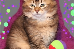 Ashanti-Liebeshof-black-golden-ticked-tabby-10-Wochen-alt-www.sibirische-katzen-hamburg.de-IV