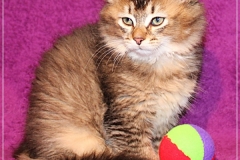 Ashanti-Liebeshof-black-golden-ticked-tabby-10-Wochen-alt-www.sibirische-katzen-hamburg.de_