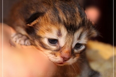 Ashanti-Liebeshof-black-golden-ticked-tabby-14-tage-alt-www.sibirische-katzen-hamburg.de-I