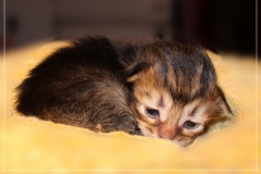Ashanti-Liebeshof-black-golden-ticked-tabby-14-tage-alt-www.sibirische-katzen-hamburg.de-II
