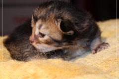 Ashanti-Liebeshof-black-golden-ticked-tabby-14-tage-alt-www.sibirische-katzen-hamburg.de_