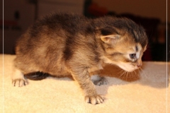 Ashanti-Liebeshof-black-golden-ticked-tabby-3-Wochen-alt-www.sibirische-katzen-hamburg.de-I