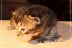 Ashanti-Liebeshof-black-golden-ticked-tabby-3-Wochen-alt-www.sibirische-katzen-hamburg.de-III