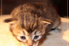 Ashanti-Liebeshof-black-golden-ticked-tabby-3-Wochen-alt-www.sibirische-katzen-hamburg.de_