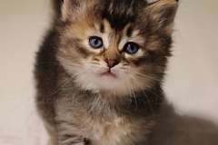 Ashanti-Liebeshof-black-golden-ticked-tabby-5Wochen-alt-www.sibirische-katzen-hamburg.de-I