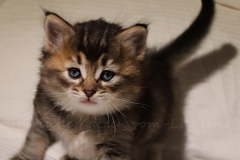 Ashanti-Liebeshof-black-golden-ticked-tabby-5Wochen-alt-www.sibirische-katzen-hamburg.de-II