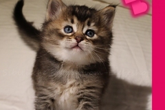 Ashanti-Liebeshof-black-golden-ticked-tabby-5Wochen-alt-www.sibirische-katzen-hamburg.de-III