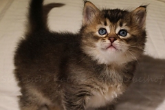 Ashanti-Liebeshof-black-golden-ticked-tabby-5Wochen-alt-www.sibirische-katzen-hamburg.de-IV
