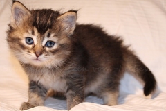Ashanti-Liebeshof-black-golden-ticked-tabby-5Wochen-alt-www.sibirische-katzen-hamburg.de_