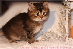 Ashanti-Liebeshof-black-golden-ticked-tabby-6-Wochen-alt-www.sibirische-katzen-hamburg.de-I