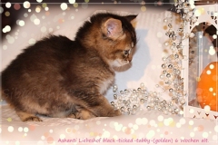 Ashanti-Liebeshof-black-golden-ticked-tabby-6-Wochen-alt-www.sibirische-katzen-hamburg.de-III